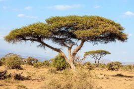 Image result for Englerina woodfordioides