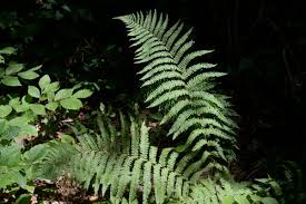 Image result for Dryopteris athamantica