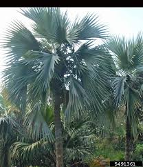 Image result for Latania loddigesii