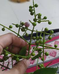 Image result for Salvadora australis