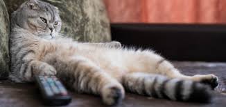 Simple steps to help your overweight or obese cat lose weight. The Easy But Not Fast Guide To Making Your Cat Lose Weight Petmag