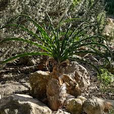 Image result for Boophone