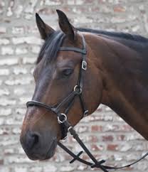 Zalea deuber & partner barock deluxe. Pferd Trensen Zubehor Trensen Gebissloser Zaum Reitsport Voss Onlineshop