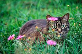 We did not find results for: Plants Safe For Cats Toxic Plants In The House And Garden
