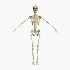 Vintage anatomy charts of the human body showing the skeletal and muscle systems. Human Female Skeleton 3d Model