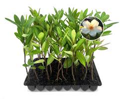 Image result for Lasianthus