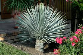 Silver dollar eucalyptus plants tree fast growing trees foliage tree nursery eucalyptus tree garden shrubs. Keep Desert Shrubs Properly Watered During Drought West Coast Trees