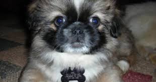 Black And White Pekingese Puppies For Sale Black And White Pekingese Puppies Pekingese Puppies Pekingese Puppies For Sale Pekingese Dogs