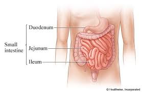 The Intestines Human Anatomy Picture Function Location Parts Definition And Conditions Small Intestine Bacterial Overgrowth Lymphatic System Intestines Anatomy