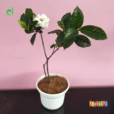 Bunga kacapiring ini berwarna putih dan beraroma harum semerbak. Jual Bunga Hias Wangi Melati Kaca Piring Gardenia Augusta Jumbo Ibad Garden