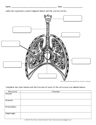 Endocrine System Diagram Worksheet Koibana Info Respiratory System Human Body Worksheets Human Body Systems
