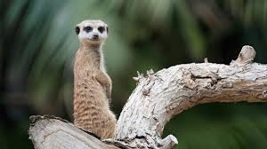 Színes levelű fa rengeteg kis és nagy állattal. Tragikus Allatkerti Tortenetek Cool Hu