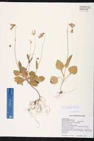 Image result for Emilia tessmannii