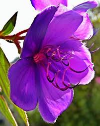 Pin On Flower And Plant Encyclopedia