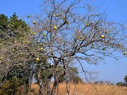 Image result for Strychnos innocua