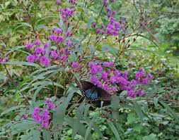 Image result for Vernonia purpurea