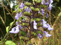 Image result for Coleus hereroensis