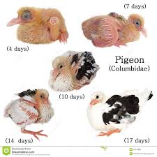 Names Of Birds With Their Nests Set Baby Pigeon Development Isolated On White Baby Pigeon Pet Pigeon Pigeon Bird