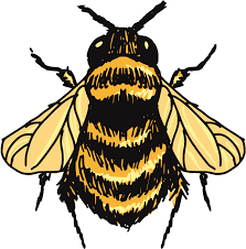 Learn how to draw bumble bee pictures using these outlines or print just for coloring. Bumblebee Sketch Tops Transprent Bumblebee Drawing Clipart Full Size Clipart 1771754 Pinclipart