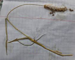 Image result for Cenchrus biflorus