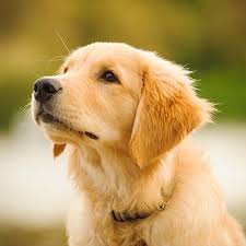 Golden retrievers are the third most popular dog breed in the united states so it is no surprise that these puppies can be a a well trained golden retriever service dog can cost up to $25,000. Golden Retriever Pdsa