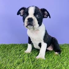 Find boston terrier puppies in canada | visit kijiji classifieds to buy, sell, or trade almost anything! Boston Terrier Puppies For Sale San Antonio