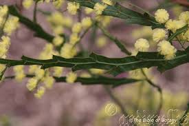 Image result for Rinorea brachypetala