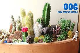 オーダーメイド 多肉植物 サボテン 動物 寄せ植えの専門店インテリア通販販売サボテンミサイル ギフトや開店お祝い 結婚お祝いにおすすめジオラマアレンジ 多肉植物 サボテン サボテンの庭