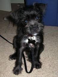 Black And White Maltese Chihuahua Mix Mauzer Dog Info Temperament Training Puppies Pictures Chihuahua Mix Puppies Pitbull Terrier Schnauzer Mix