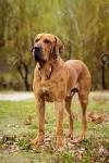 The Brazilian Mastiff - My Animals