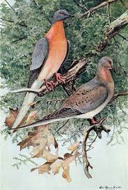 Passenger Pigeon Extinct Birds Extinct Animals Passenger Pigeon