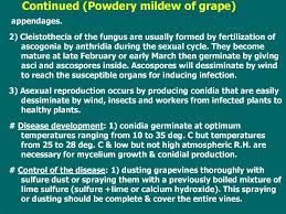 We did not find results for: Powdery Mildew Of Grape Prezentaciya Onlajn
