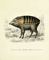 Choose from 73000+ extinct animals sketch elephant graphic resources and download in the form of png, eps, ai or psd. Moooi Pays Tribute To Extinct Animals With Range Of Wallpapers