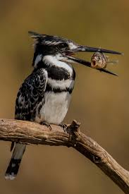 Small Wild Birds Of South Africa Pied Kingfisher 10 Facts About The Remarkable Bird In 2020 African Wildlife African Animals Mythical Birds