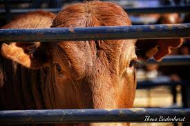 Photography For Online Livestock Auctions Call Theus Badenhorst On 0721599606 In 2020 Livestock Photography Animals