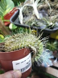 That's not nearly so common indoors, under the lower light and higher humidity inevitably found there. Why Is My Mini Cactus Looks Like It S Deflated Pls Help Plantclinic