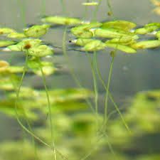 Image result for Lemna aequinoctialis