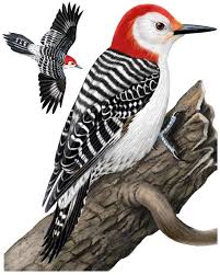Black And White Speckled Bird With Red Head Red Bellied Woodpecker Portrait Whatbird Com Woodpecker Grackle Beautiful Birds