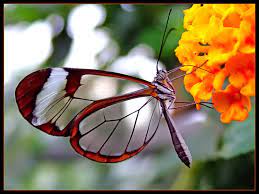Butterfly Mariposas Bonitas Mariposa Transparente Mariposa De Cristal