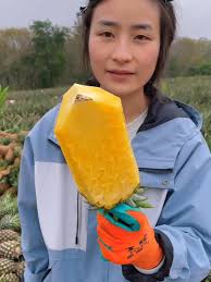 Explore the Beauty of Pineapple Gardens and Rural Life