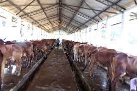 Dairy Farm Project Report Ten Cows Dairy Farming Cows Farming Business Plan Dairy Farms Farm Projects Farming Business
