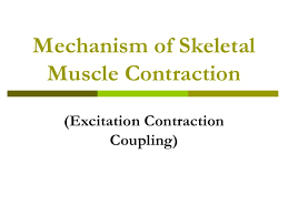 Excitation Contraction Coupling