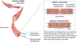 Muscle contraction in 10 basic steps. Cell Movement In Muscle Contraction Course Hero