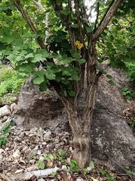 Image result for Priva flabelliformis