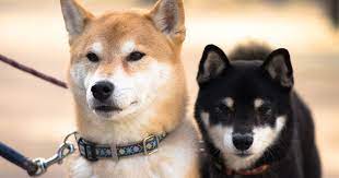 While the breed existed for centuries, it wasn't until 1920 that it received the name shiba, but there are several theories for how the shiba inu got its name. Beds N Biscuits Breed Beat Shiba Inus Beds N Biscuits