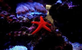 How Many Hours Of Led Light For Reef Tank A Complete Guide Reef Craze