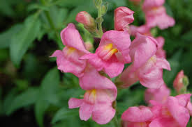Antirrhinum Rocket Rose Snapdragon | Rotary Botanical Gardens
