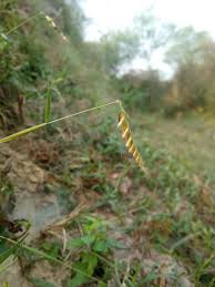 Image result for Tetrapogon tenellus
