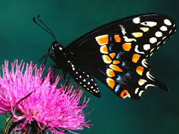 Gambar kupu kupu untuk mewarnai 23. Butterfly Wallpapers Gambar Kupu Kupu Beautiful Butterflies 1600x1200 Download Hd Wallpaper Wallpapertip