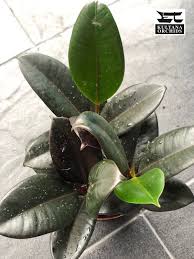 Image result for Moraceae